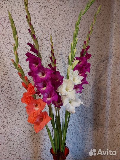 Гладиолус свежий срез