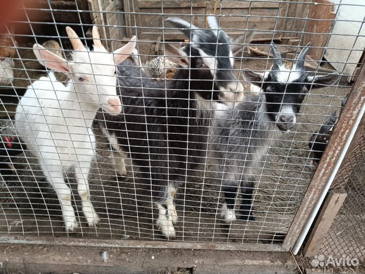 Коза дойная