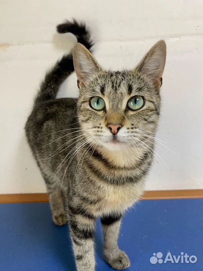 Кошка Джульетта