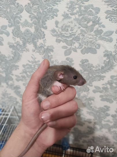 Крыса дамбо