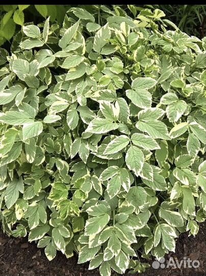 Сныть пестролистная