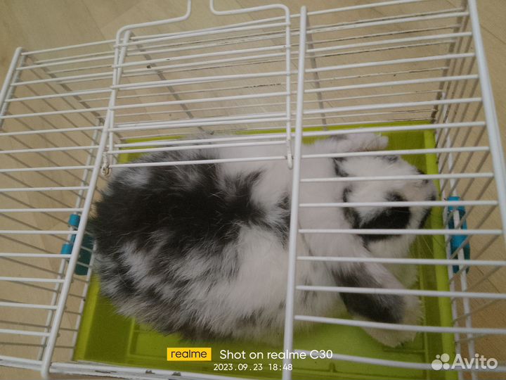 Декоративные кролики вислоухие