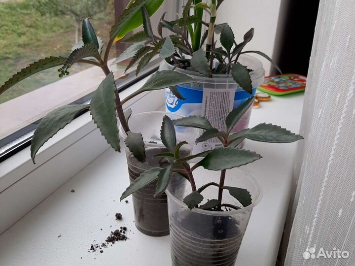 Каланхоэ лечебное