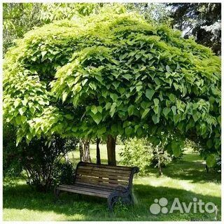 Саженцы катальпы