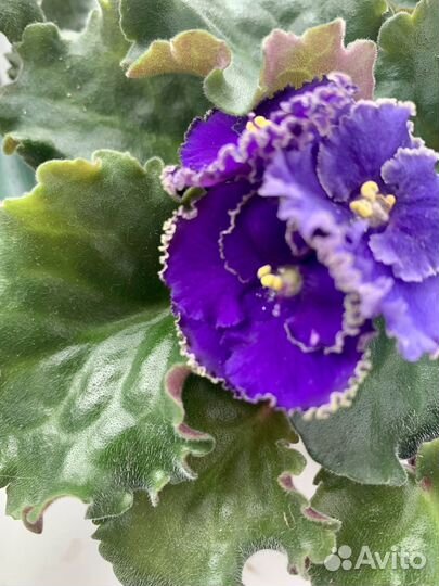 Фиалка взрослая сортовпя