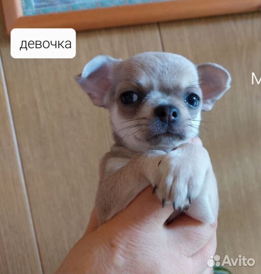 Щенки чихуахуа