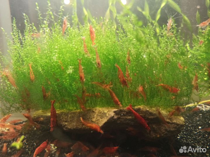 Аквариумные креветки