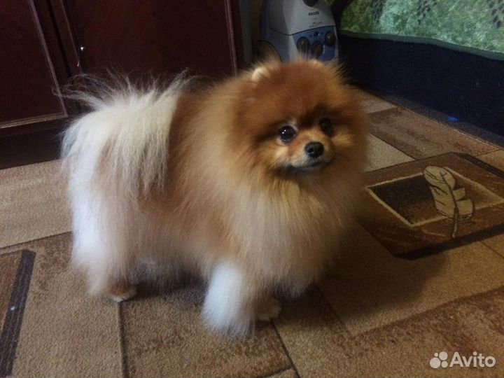 Померанский шпиц