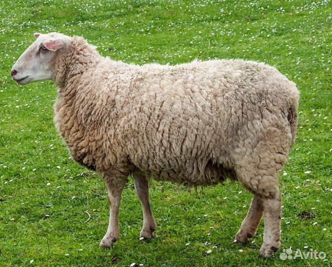 Мясо баранины