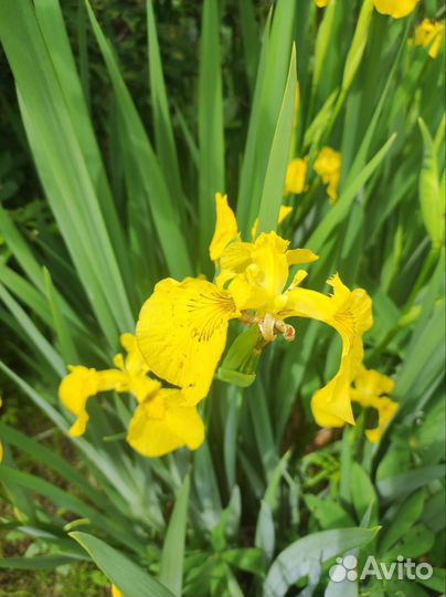 Дачные многолетники