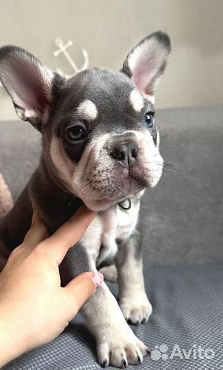Французкий бульдог щенки лиловый подпал