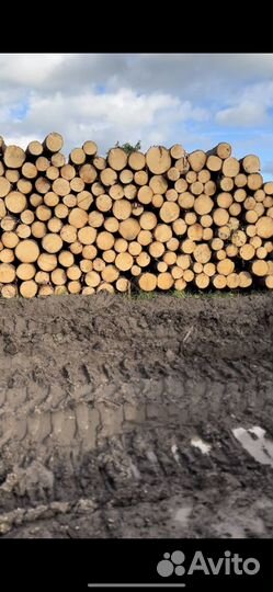 Лес кругляк пиловочник