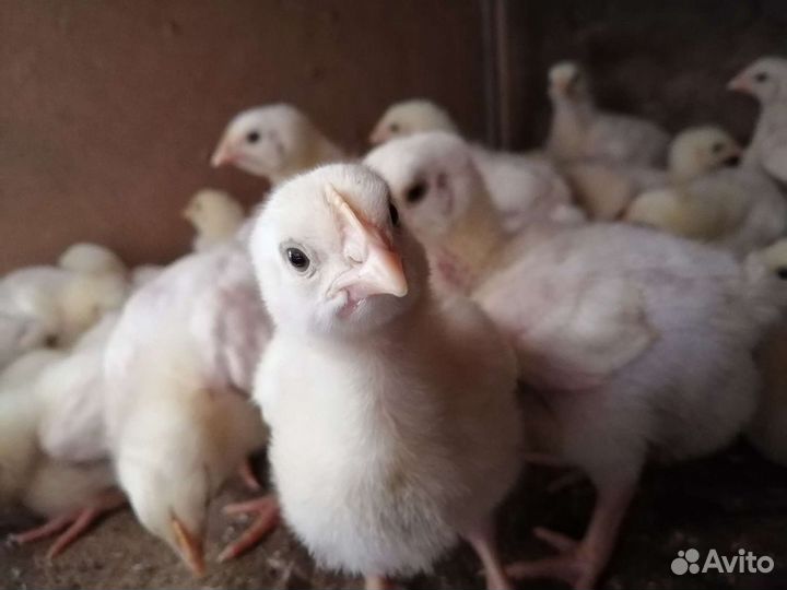 Цыплята бройлера Кобб 500