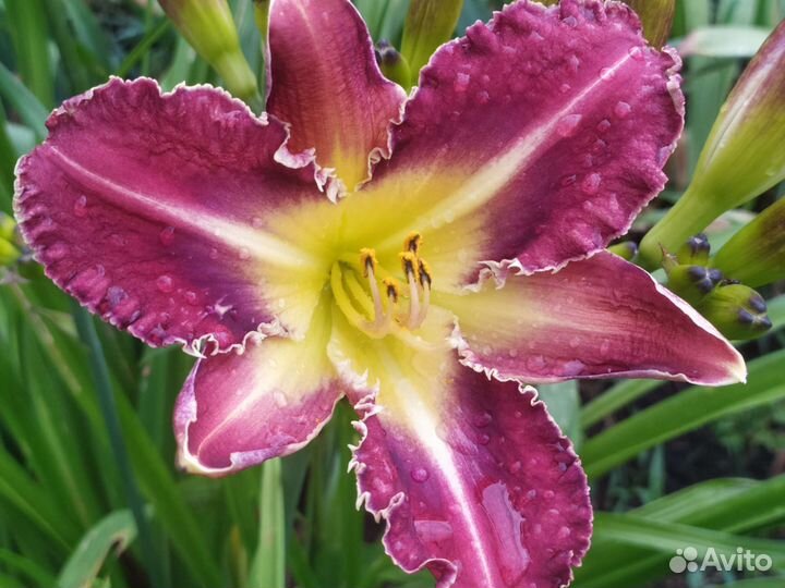 Сортовые лилейники