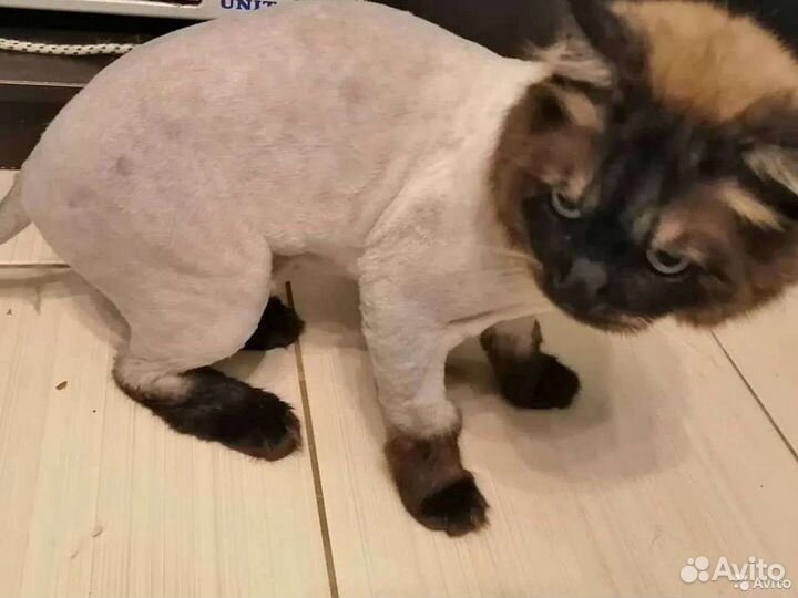 Стрижка кошек