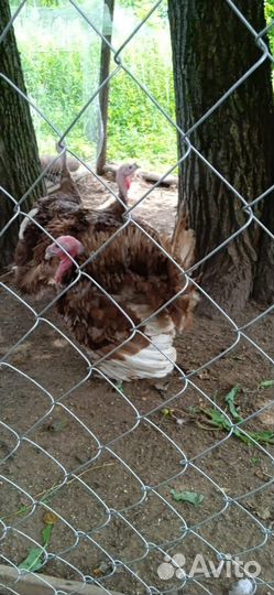 Молодняк индюков узбекской палевой и бронза