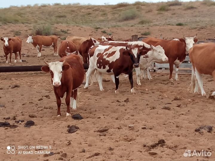 Коровы стельные