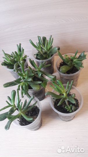 Крассула хоббит.(Толстянка)