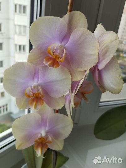 Орхидея фаленопсис