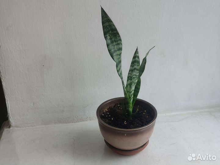 Сансевиерия тещин язык