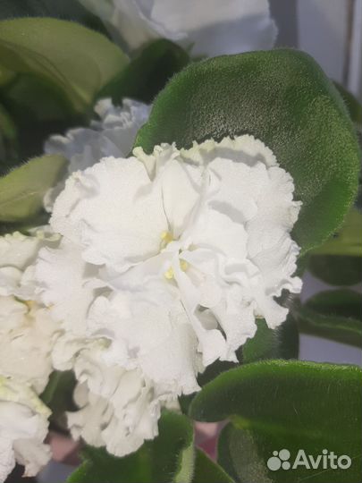 Фиалка букет невесты