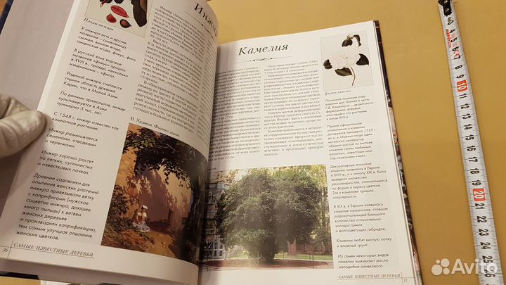 3 книги про лес и деревья - одним лотом