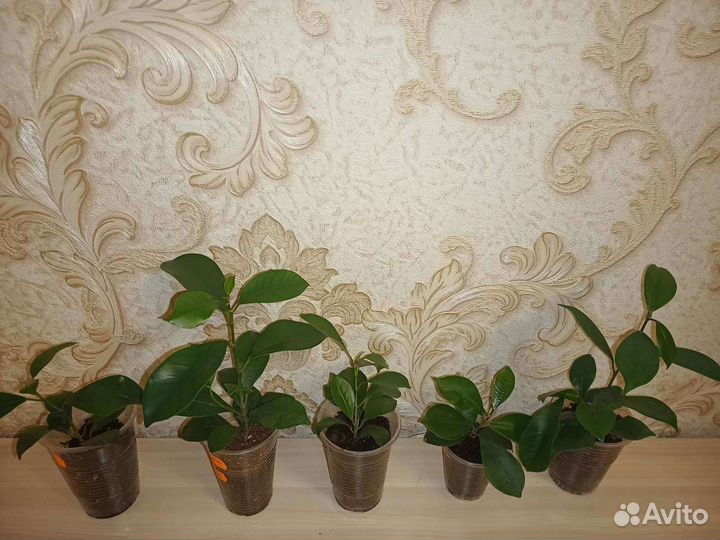 Фикус микрокарпа гинсенг и бачата