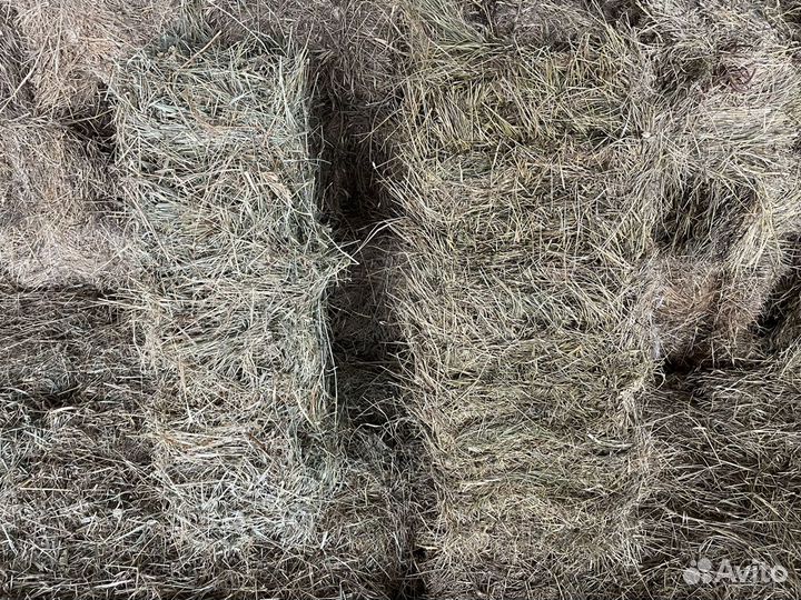 Сено в тюках 2024