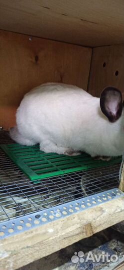 Трапик для кроликов