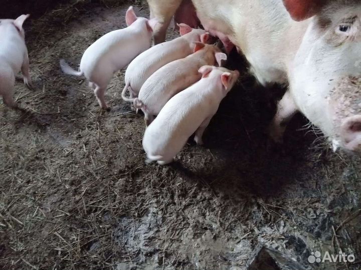 Поросята Ландрас, Дюрок