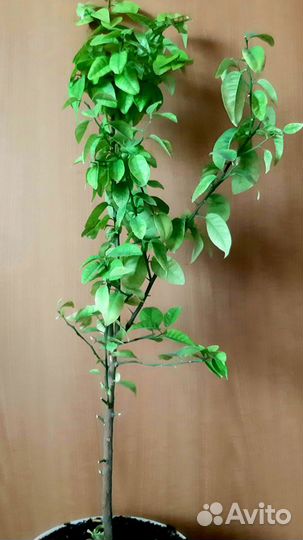 Лимонное и мандариновое деревья