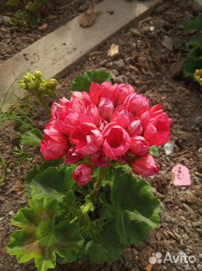 Герань тюльпановидная