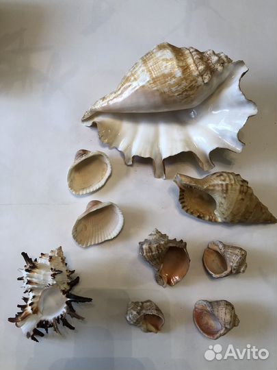 Морские ракушки раковины