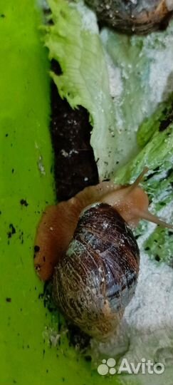 Улитки ахатины