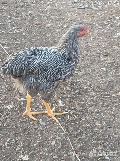 Молодые петушки Плимутрок, Ливенская