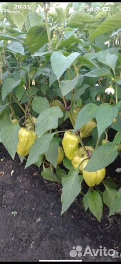 Семена башкирского перца (для засолки на зиму)