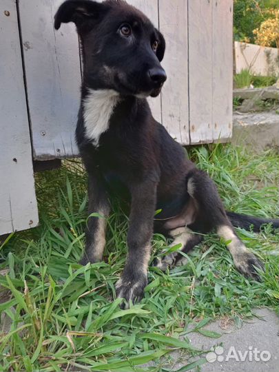 Щенок в добрые руки бесплатно