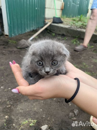 Вислоухие котята бесплатно