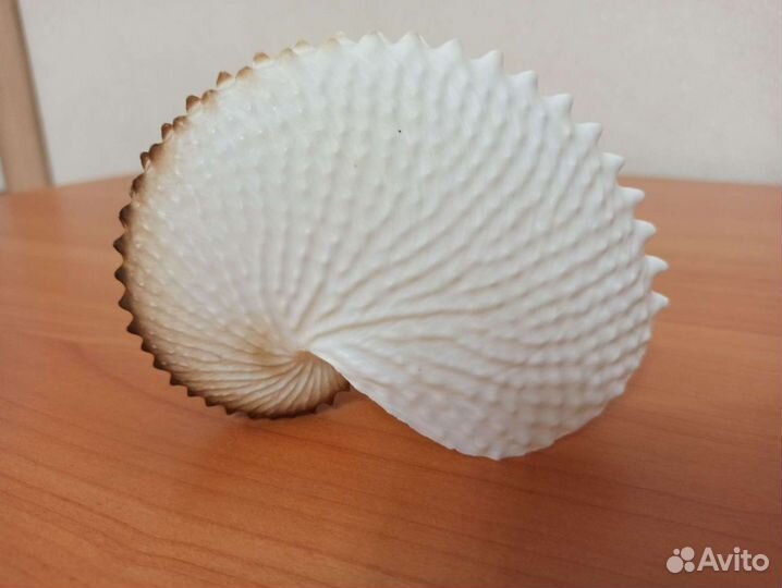 Морская раковина