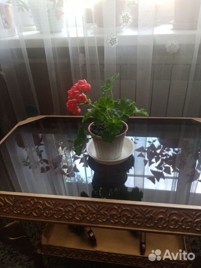 Пеларгония герань