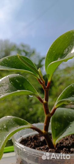 Пеперомия туполистная