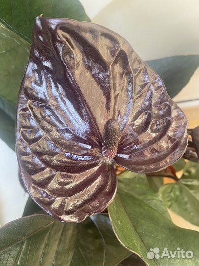 Антуриум Черный дракон