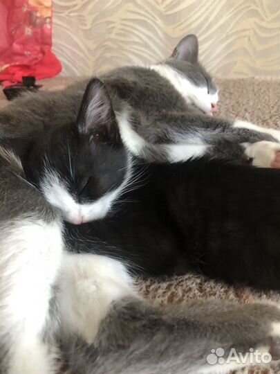 Кошка котёнок котята