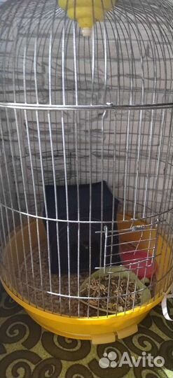 Крыса сфинкс