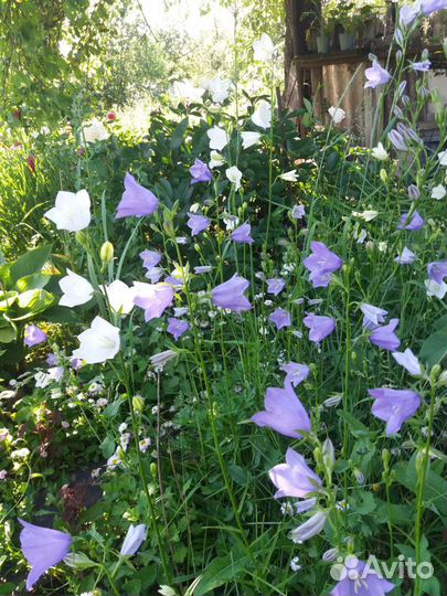 Рассада многолетников и однолетников