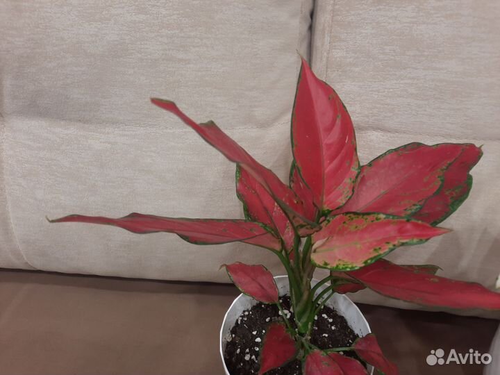 Аглаонема сортовая