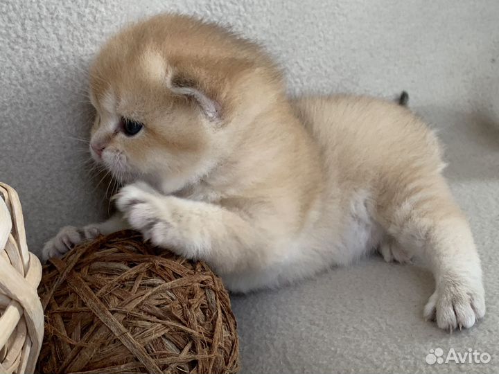 Британские котята золотая шиншилла