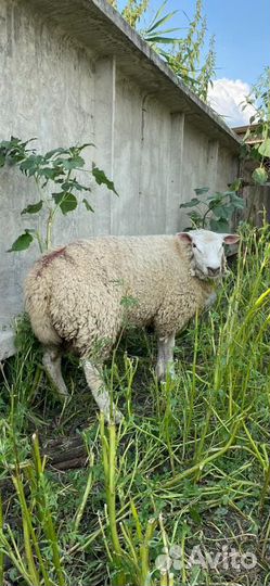 Баран тексель