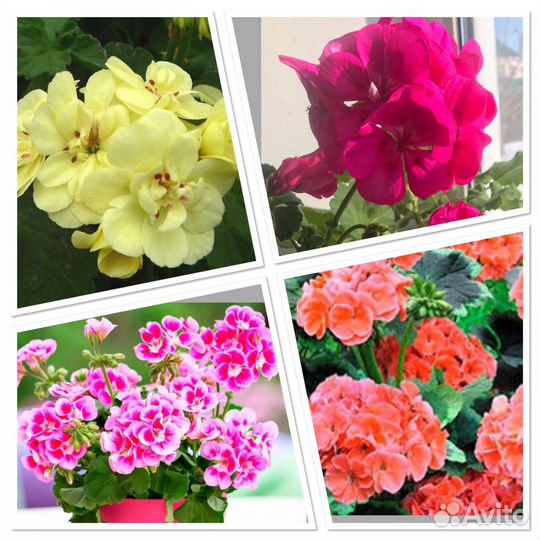 Герань пеларгония