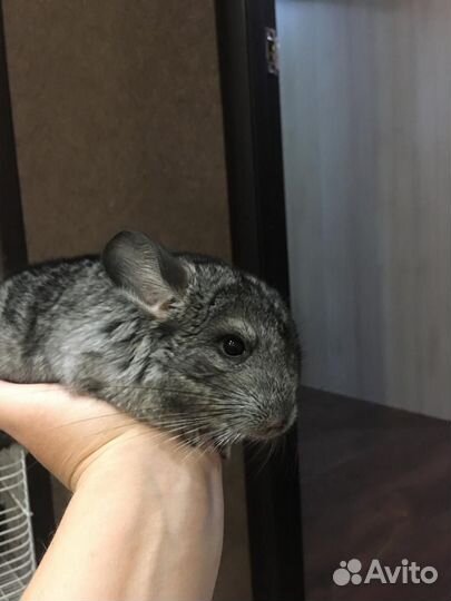 Шиншилла